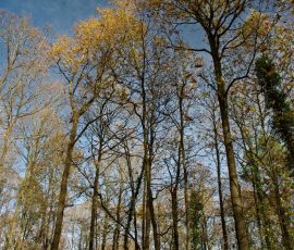 DSC_2674_DxO